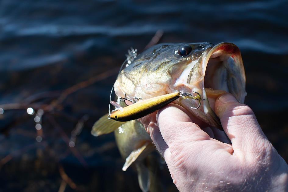 A hand holding a fish with a lure in it