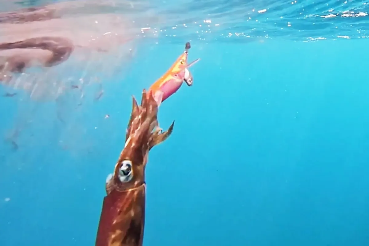 Pesca de calamar japonés
