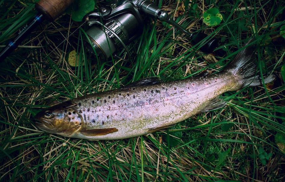 Photograph of a trout on green grass