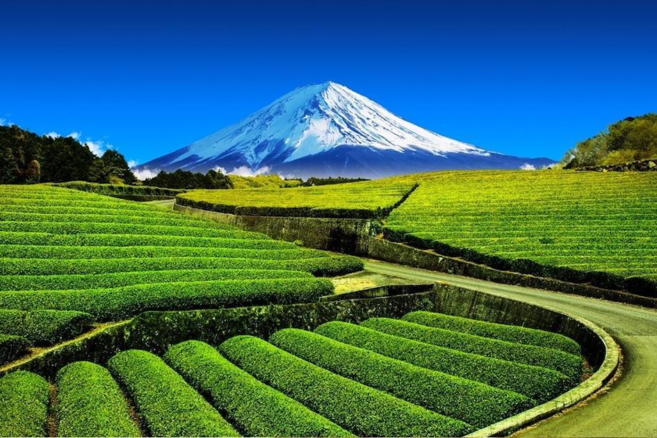 抹茶