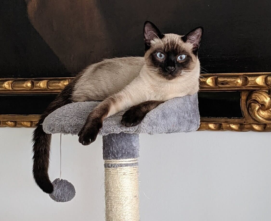 cat