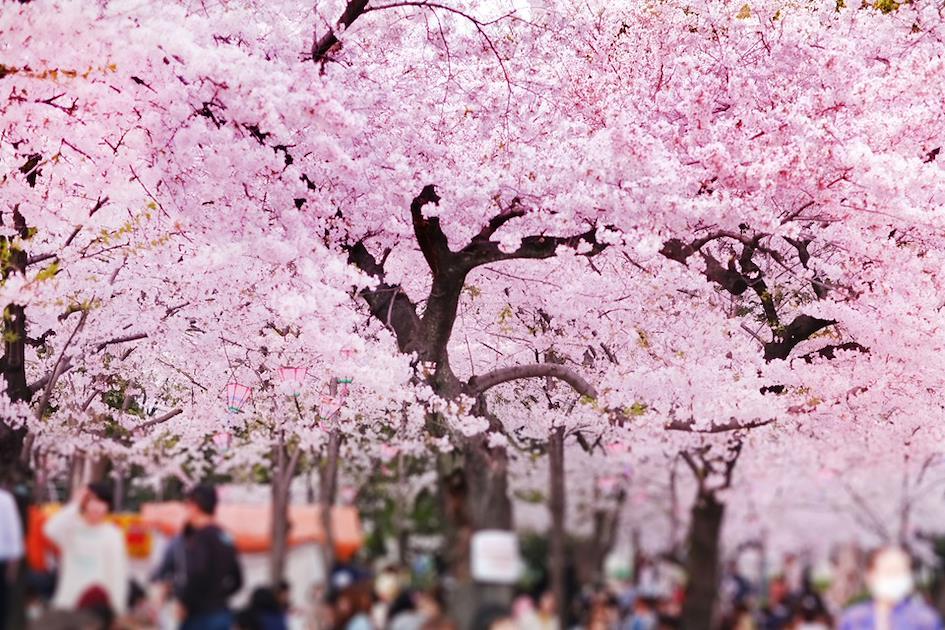 櫻花