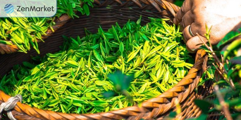 Những lá trà tươi, non sẽ được chọn để làm trà Gyokuro