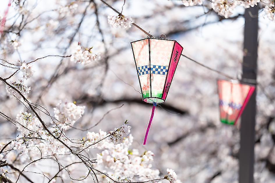 日本じゃなくてもお花見が楽しめる?!