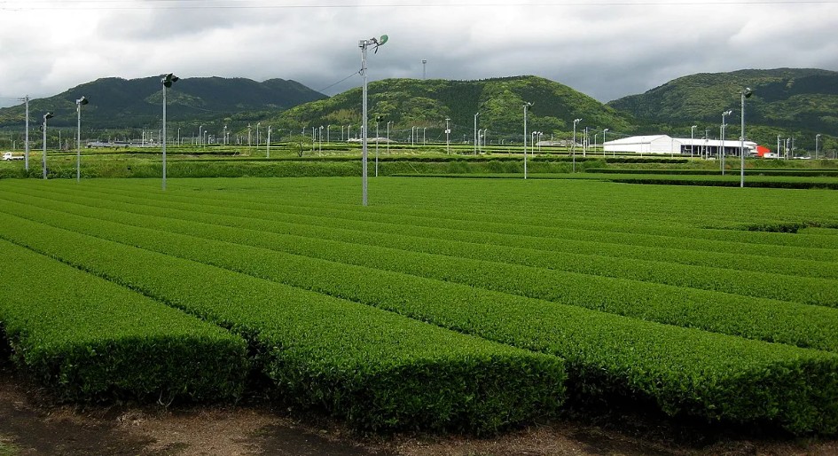 Tea fields in Kagoshima.