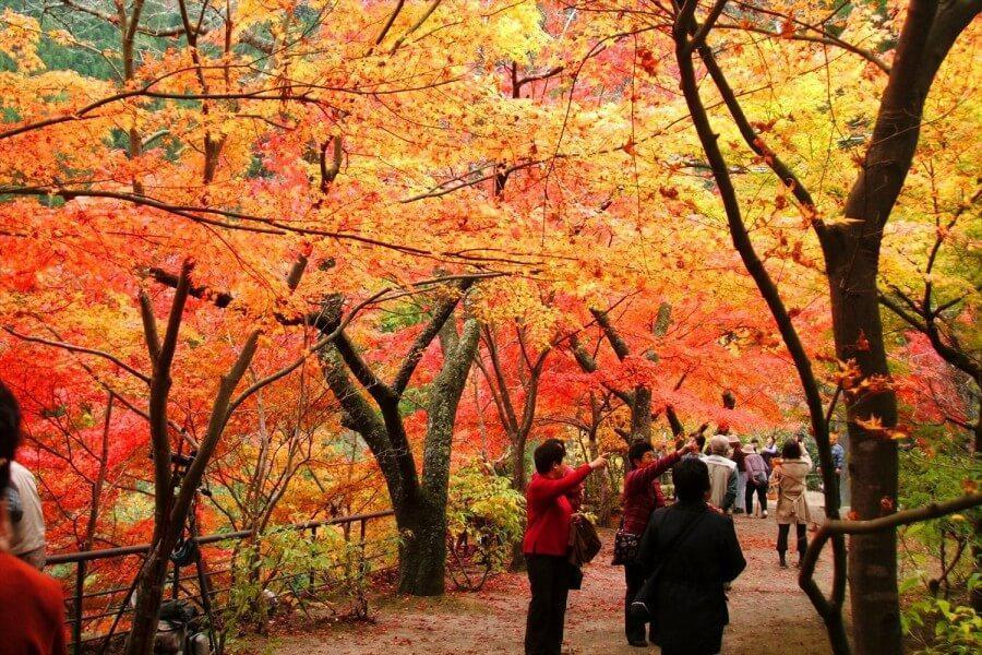 Beautiful Okutsu Valley in Okayama during Momiji