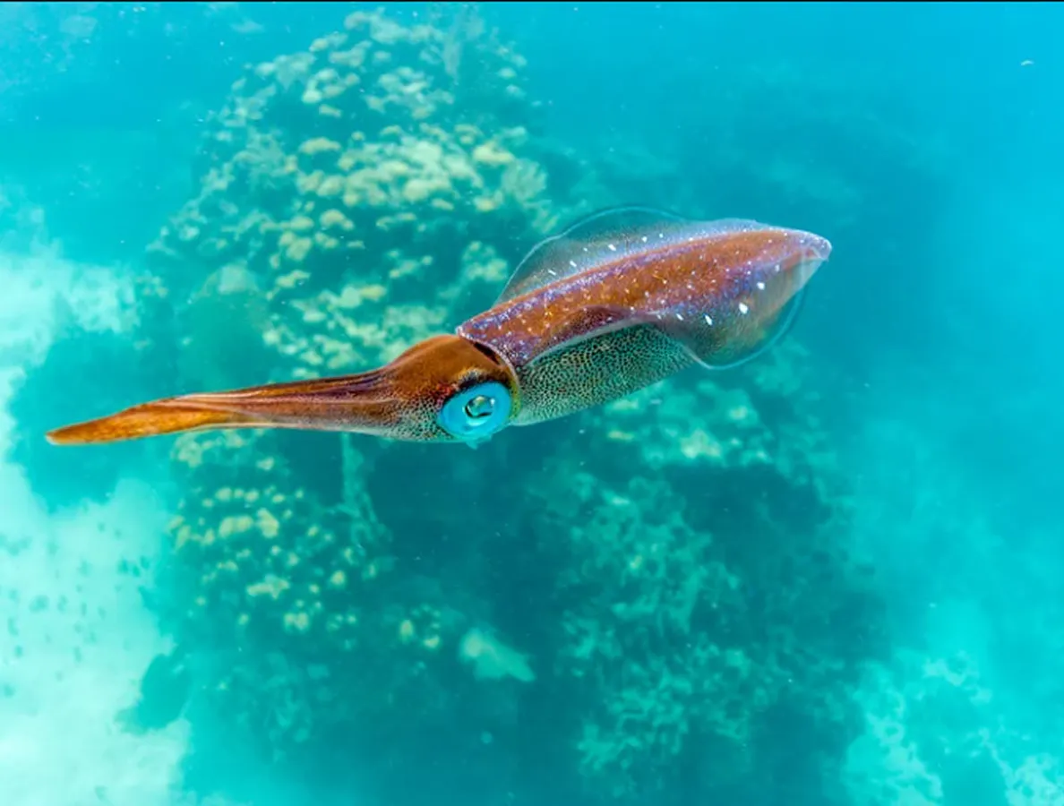 Squid Fishing