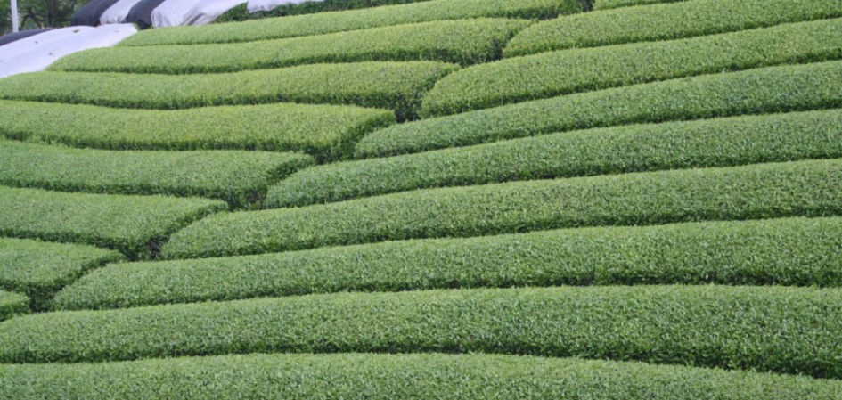 Japanese green tea