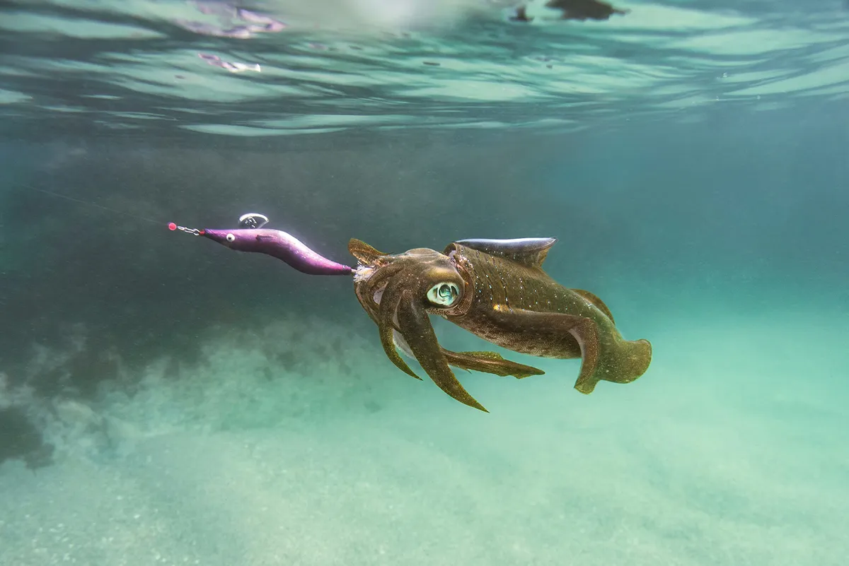 squid fishing lures