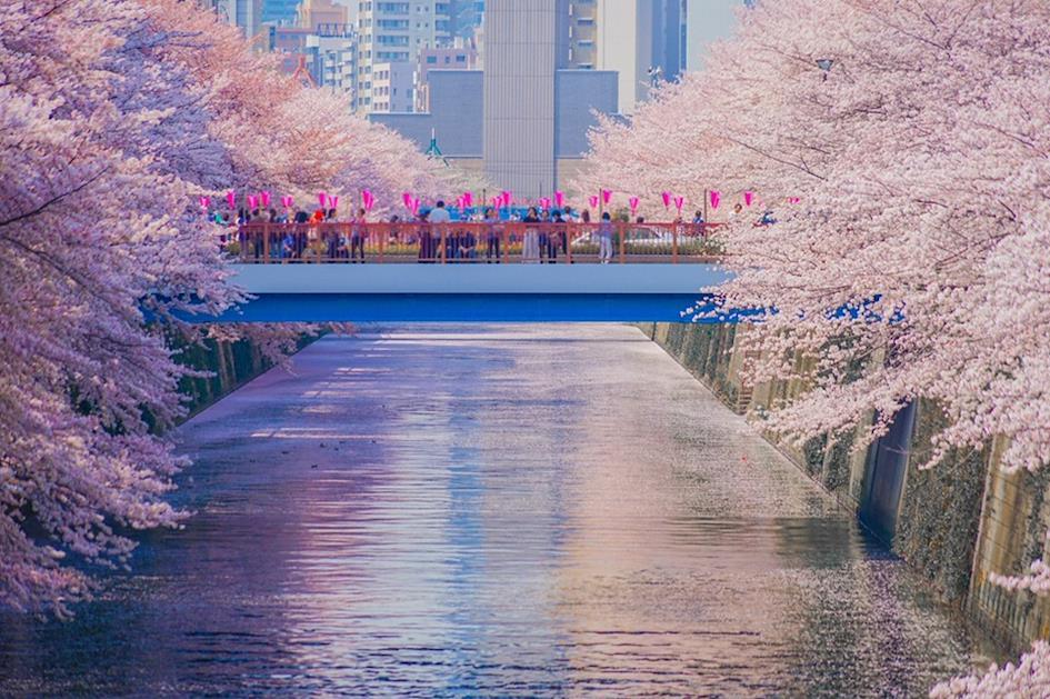 櫻花
