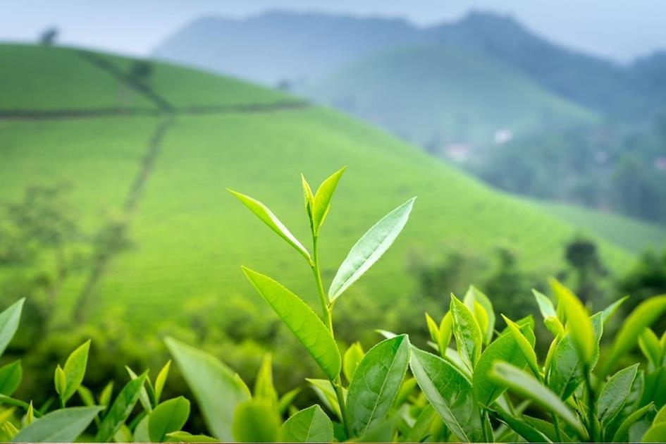 和紅茶