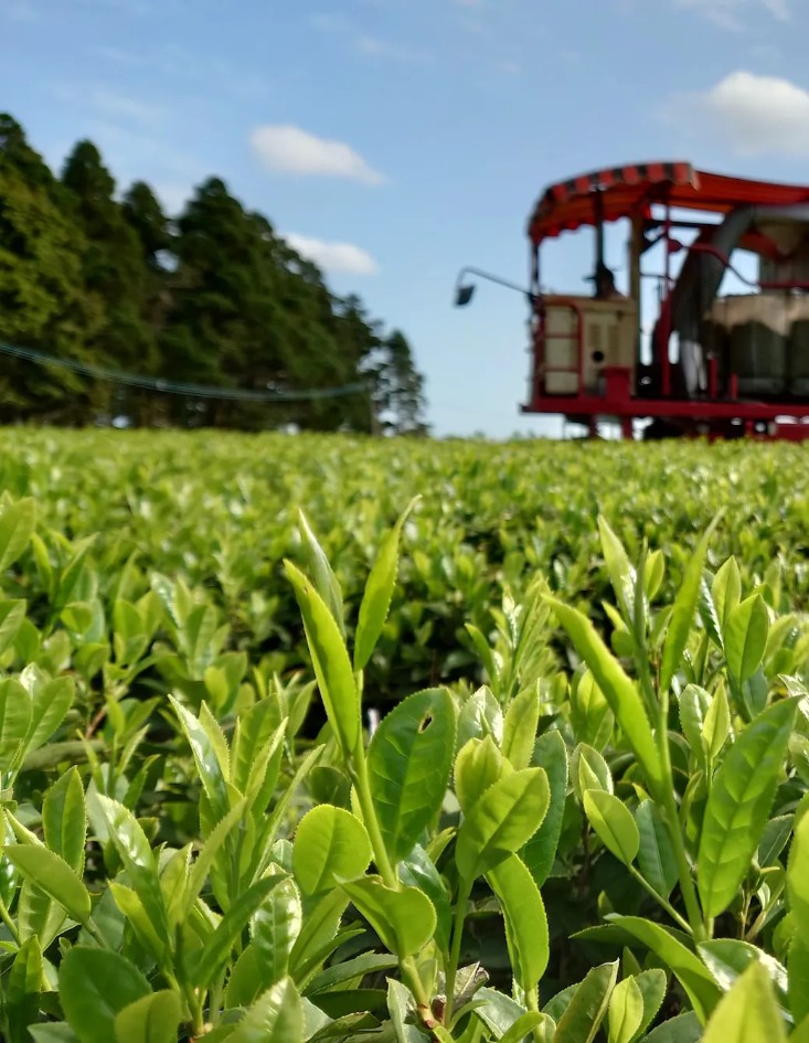 tea leaves