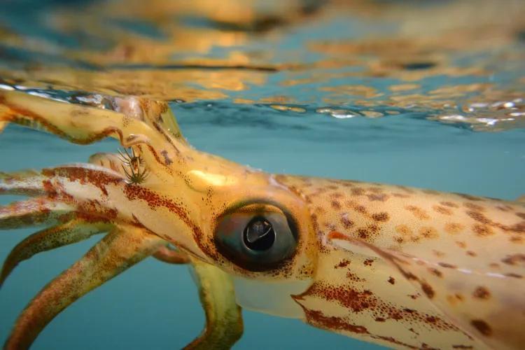 Winter squid fishing