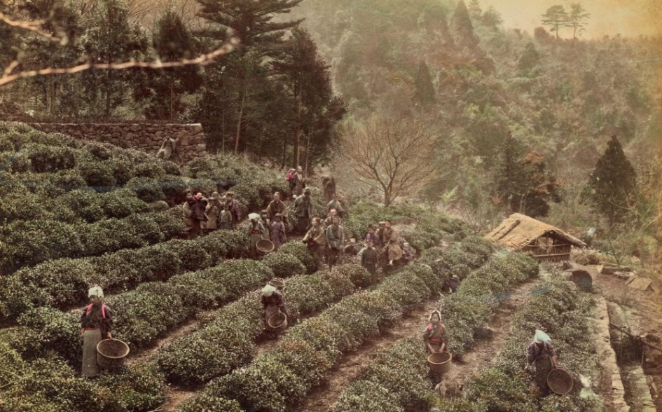 Tea Plantation by Kusakabe Kimbei