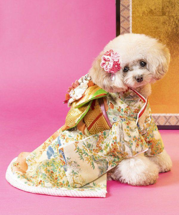 Kimono for dogs