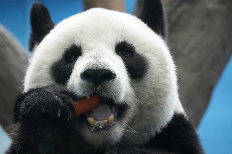 Combo Panda