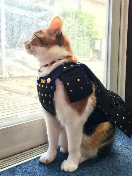 Samurai Pet Wear