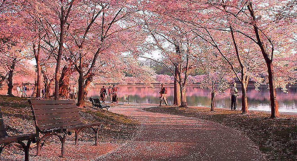 海外のオススメお花見スポット:アメリカ・ワシントンD.C.
