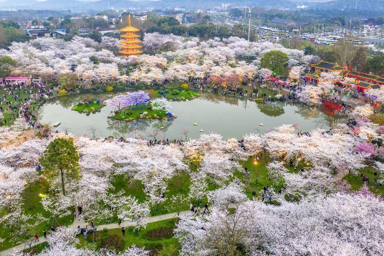 海外のオススメお花見スポット:中国・武漢