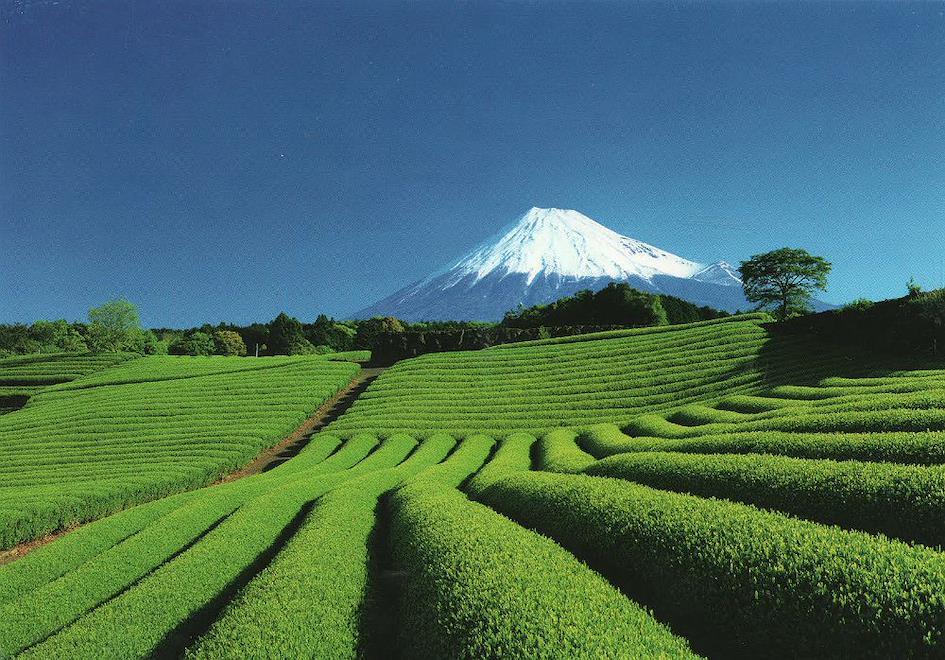 planta&ccedil;&atilde;o de ch&aacute; verde