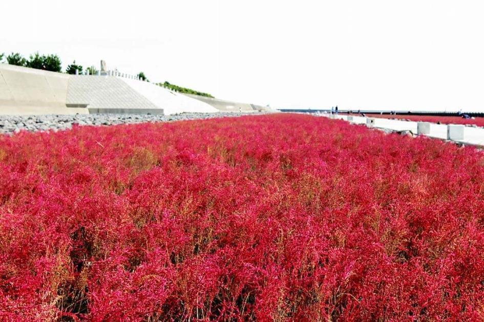 Autumn Foliage in the Sea, Ariake Sea, Saga