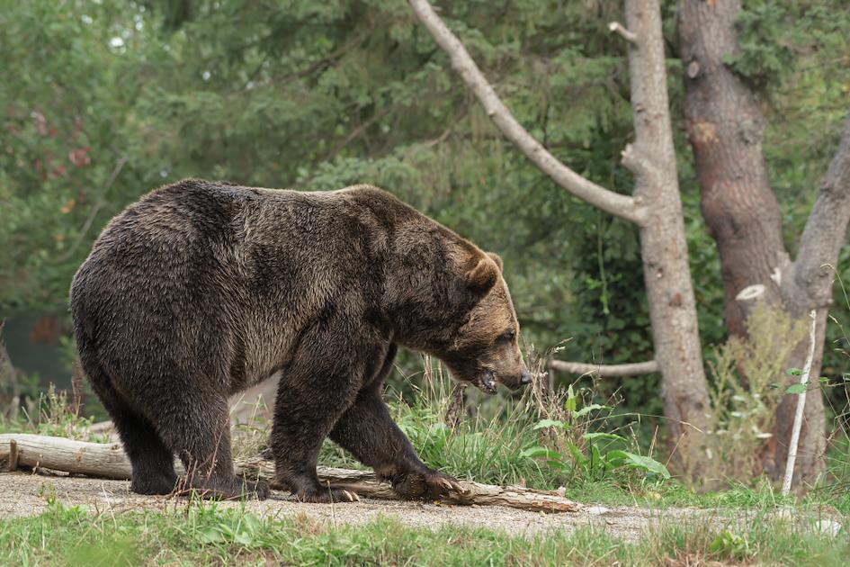 bear