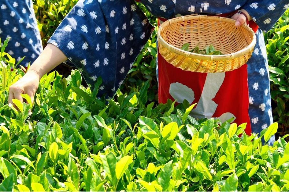 抹茶
