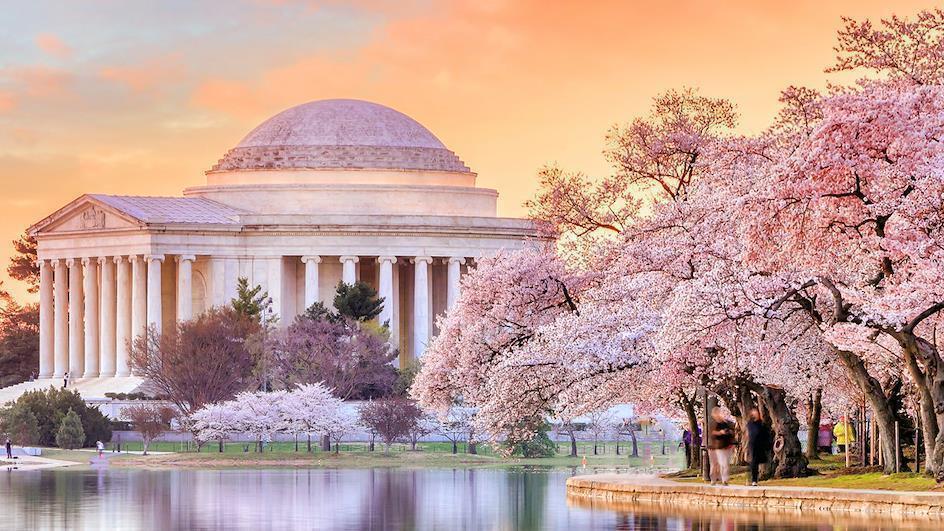 海外のオススメお花見スポット:アメリカ・ワシントンD.C.