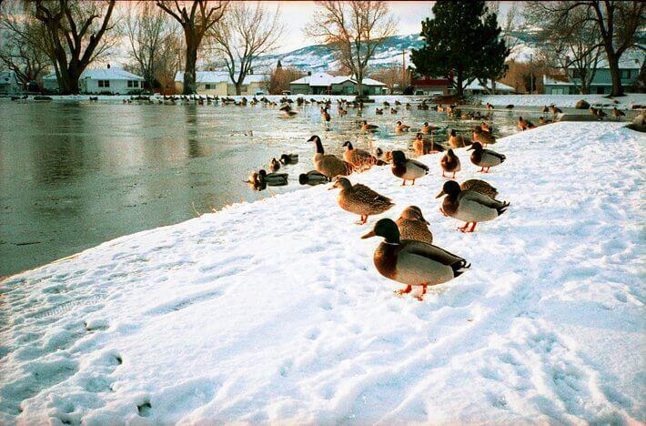 Ducks on snow beside a lake captured by a Contax T2. Photo courtesy of Lomography