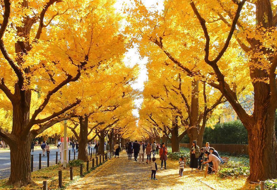 Cinematic trail of ginkgo trees at Meiji Jingu Gaien during fall