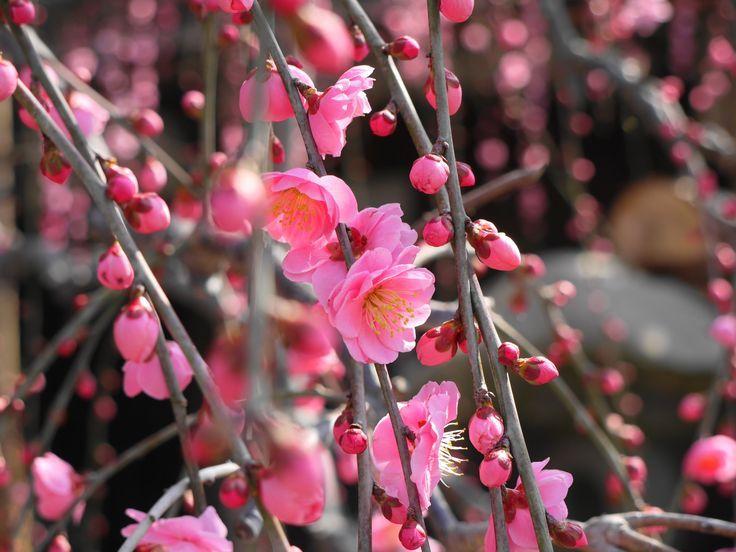 flores de ameixeira