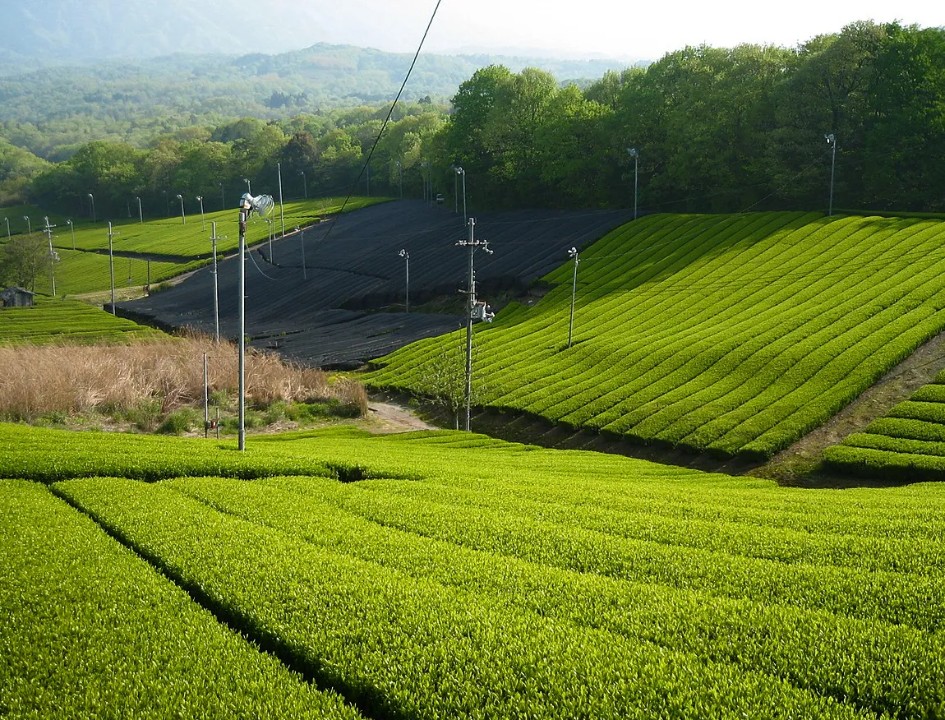 Tea fields in Kyoto prefecture.
