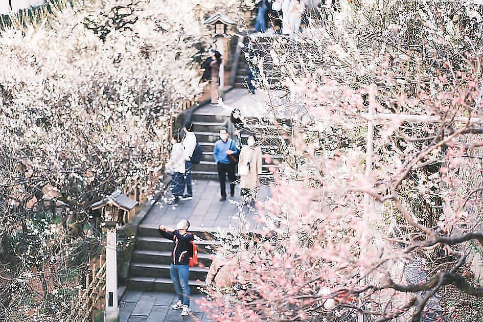 4月に入って桜のシーズン到来!